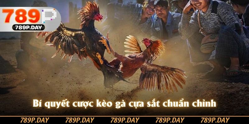 Bí quyết cược kèo gà cựa sắt chuẩn chỉnh Bí quyết cược kèo gà cựa sắt chuẩn chỉnh