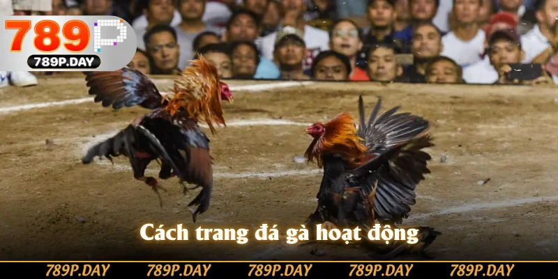 Cách trang đá gà hoạt động Cách trang đá gà hoạt động