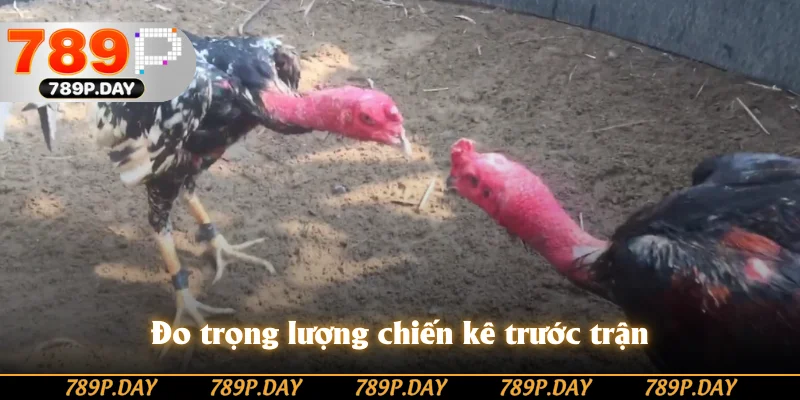Đo trọng lượng chiến kê trước trận Đo trọng lượng chiến kê trước trận