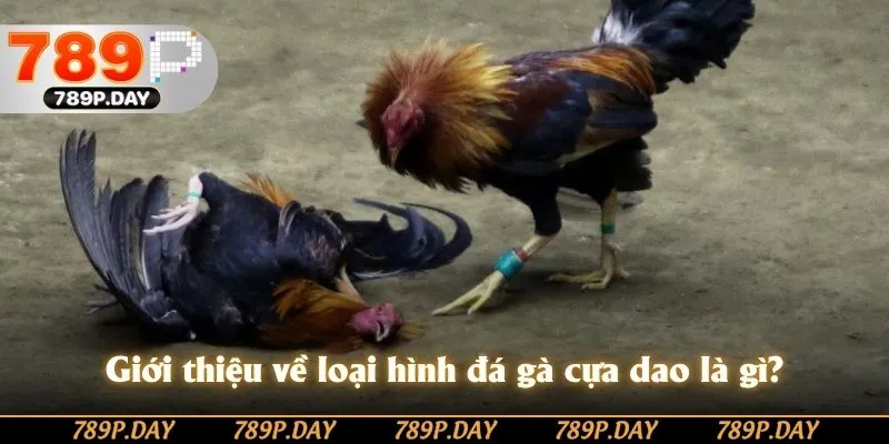 Giới thiệu về loại hình đá gà cựa dao là gì? Giới thiệu về loại hình đá gà cựa dao là gì?