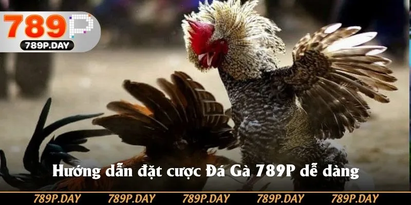 Hướng dẫn đặt cược Đá Gà 789P dễ dàng Hướng dẫn đặt cược Đá Gà 789P dễ dàng