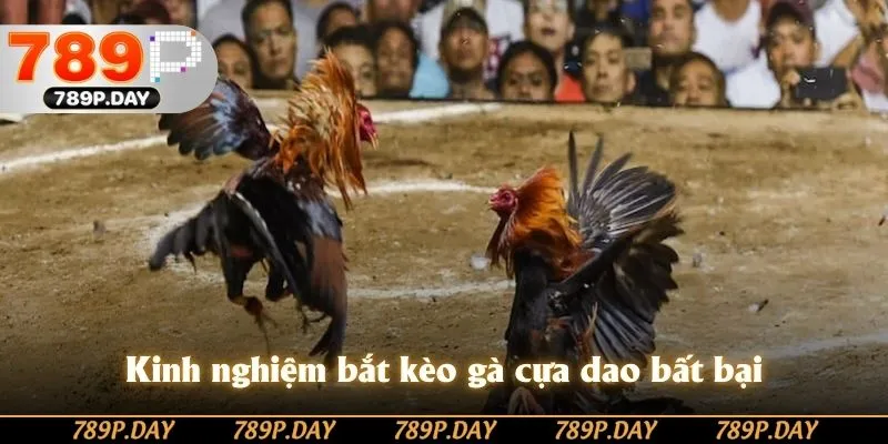 Kinh nghiệm bắt kèo gà cựa dao bất bại Kinh nghiệm bắt kèo gà cựa dao bất bại