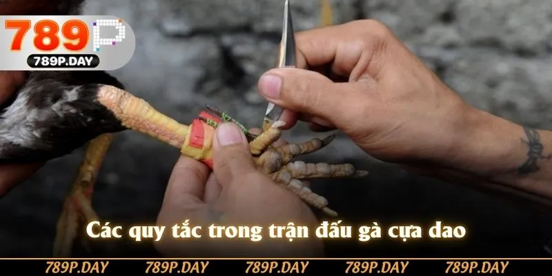 Các quy tắc trong trận đấu gà cựa dao Các quy tắc trong trận đấu gà cựa dao