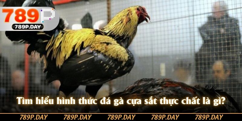 Tìm hiểu hình thức đá gà cựa sắt thực chất là gì? Tìm hiểu hình thức đá gà cựa sắt thực chất là gì?