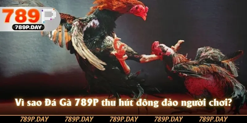 Vì sao Đá Gà 789P thu hút đông đảo người chơi? Vì sao Đá Gà 789P thu hút đông đảo người chơi?