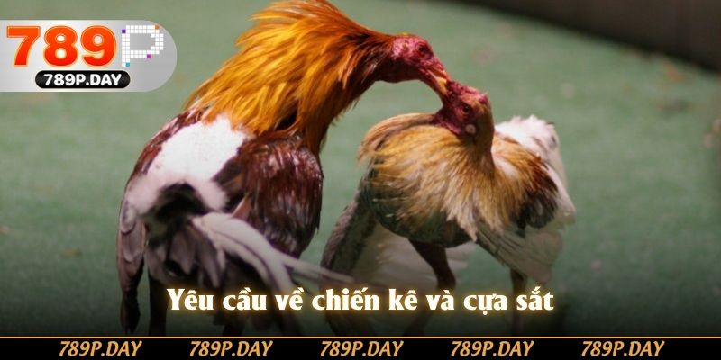 Yêu cầu về chiến kê và cựa sắt Yêu cầu về chiến kê và cựa sắt
